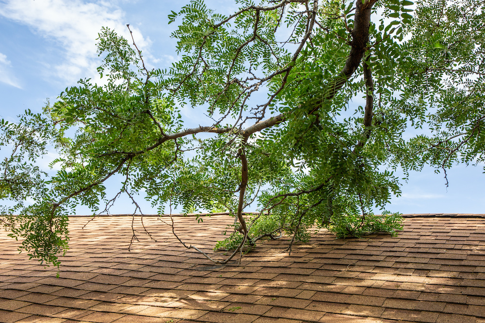 Large tree branch fallen onto the roof of a home