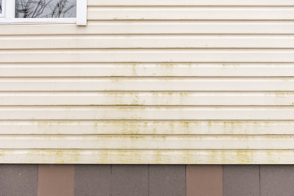 Mold and mildew on siding. Dirty wall of house.